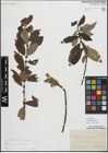 Foto von Salix myrsinifolia Salisb.